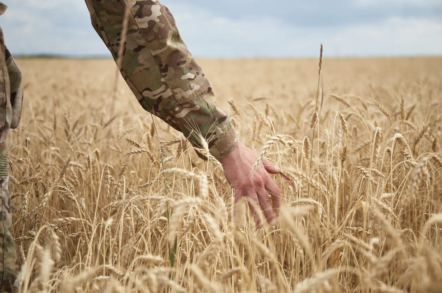 an arm dressed in camoflauge touching wheat in a field